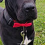 Mr.biggelsworth is registered to the contest to win money with this photo: dog, black_dog, bow_tie, collar, leash, chain, grass, outdoor, pet, animal, close_up, field, tree, nature, canine, mammal, portrait, standing, fence, daytime