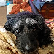 Oakley is registered to the contest to win money with this photo: animal, black_dog, blanket, brown_blanket, close_up, companion, couch, cozy, cute, dog, domestic, fur, furniture, home, indoor, living_room, pet, relaxed, resting, two_dogs