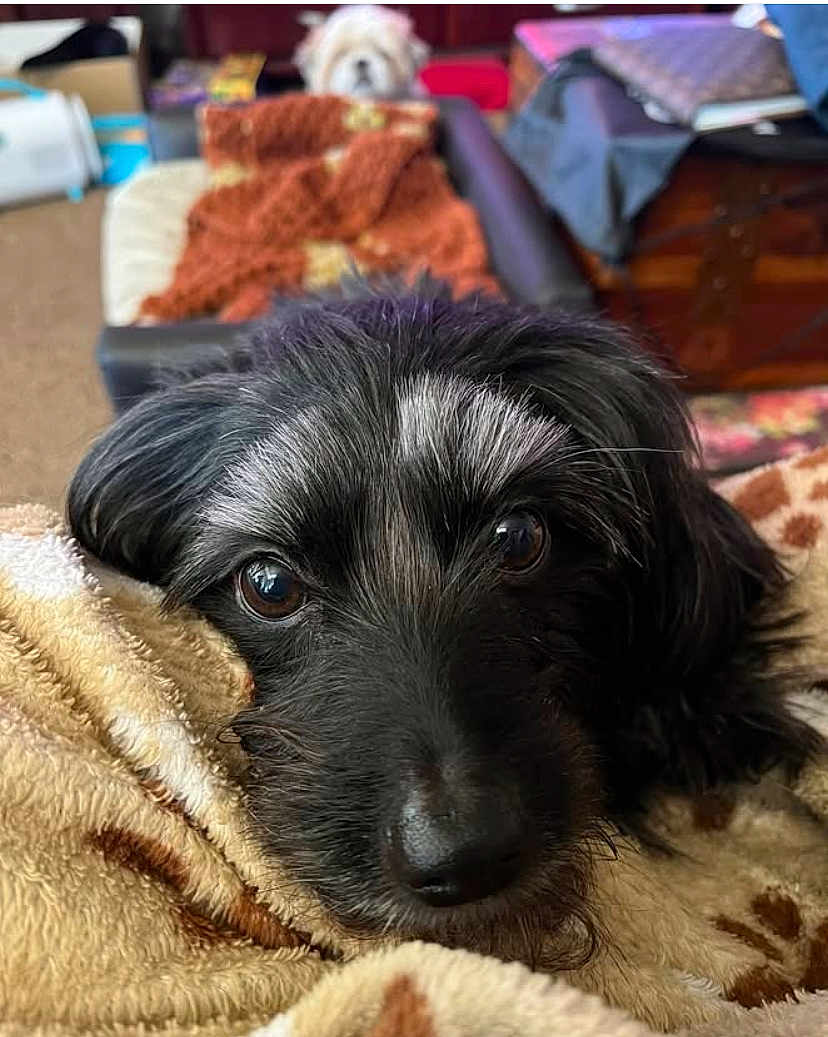 Oakley