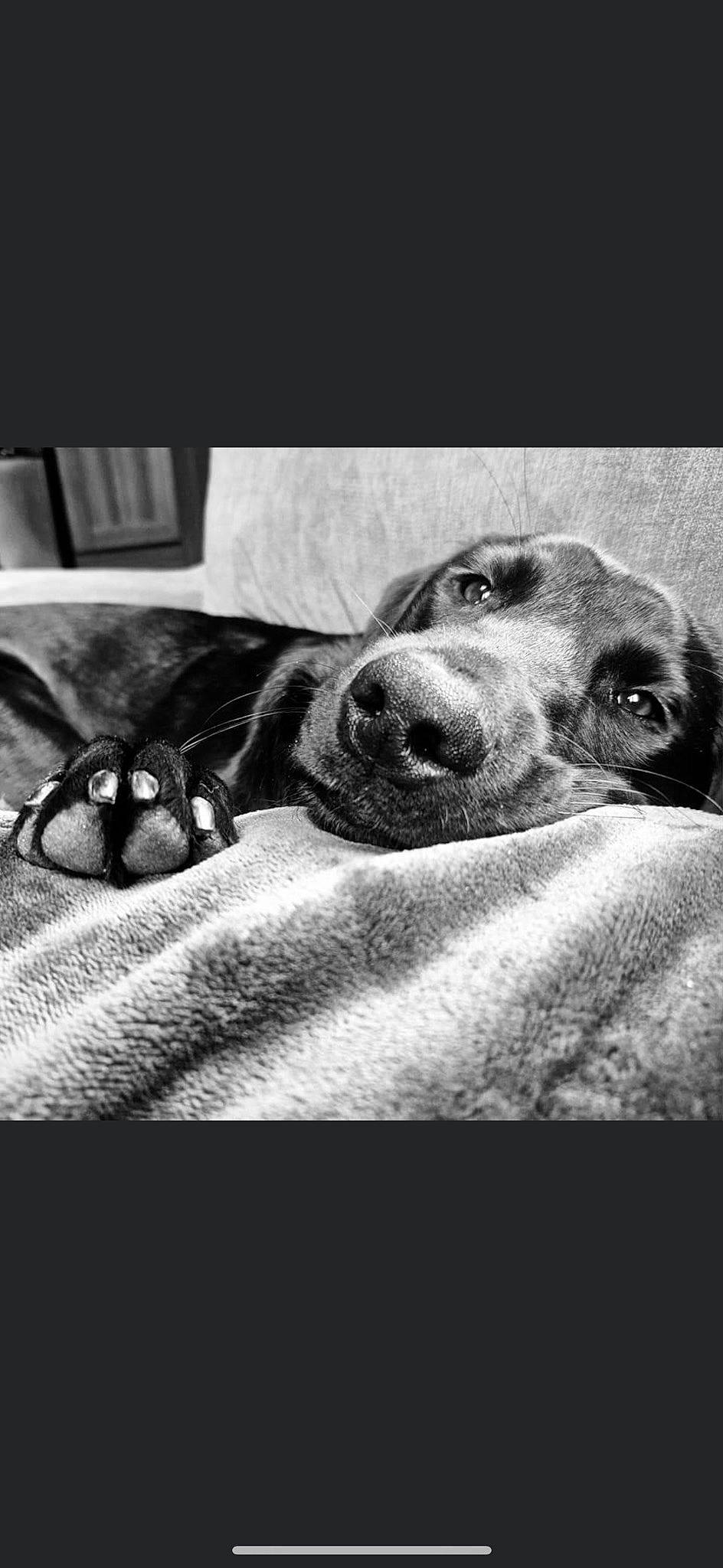 Fly is registered to the contest to win money with this photo: black_and_white, canidae, carnivore, comfort, companion_dog, dog, dog_breed, ear, fur, grey, happy, monochrome, monochrome_photography, paw, photo_caption, selfie, snout, sporting_group, style, whiskers
