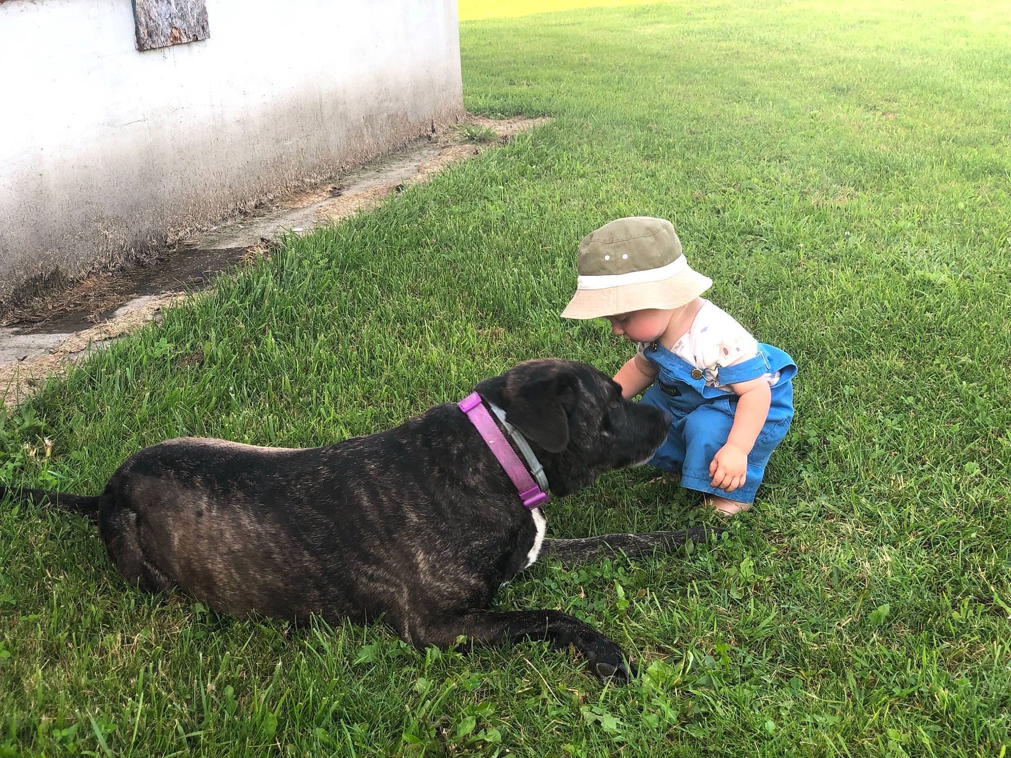 Hannah joined the competition — help win amazing prizes! bandog, canidae, carnivore, companion_dog, dog, dog_breed, dog_walking, grass, guard_dog, lawn, leash, mammal, obedience_training, perro_de_presa_canario, plant, sporting_group, vertebrate