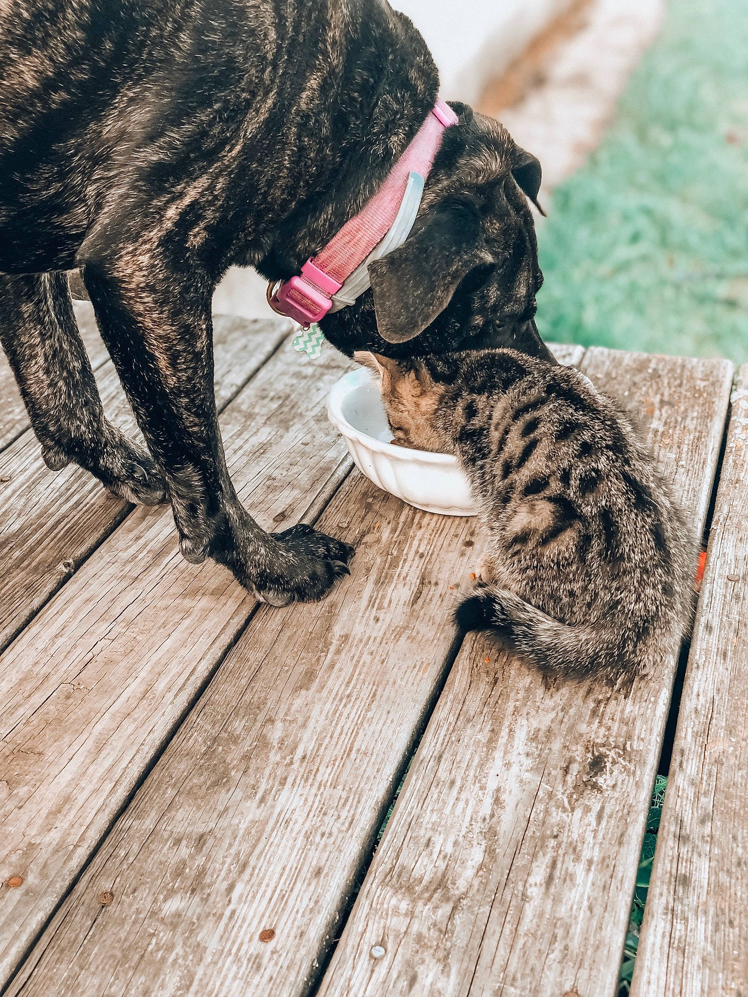 Hannah joined the competition — help win amazing prizes! alaunt, canidae, carnivore, cat, dog, fawn, felidae, french_bulldog, perro_de_presa_canario, tabby_cat, tail