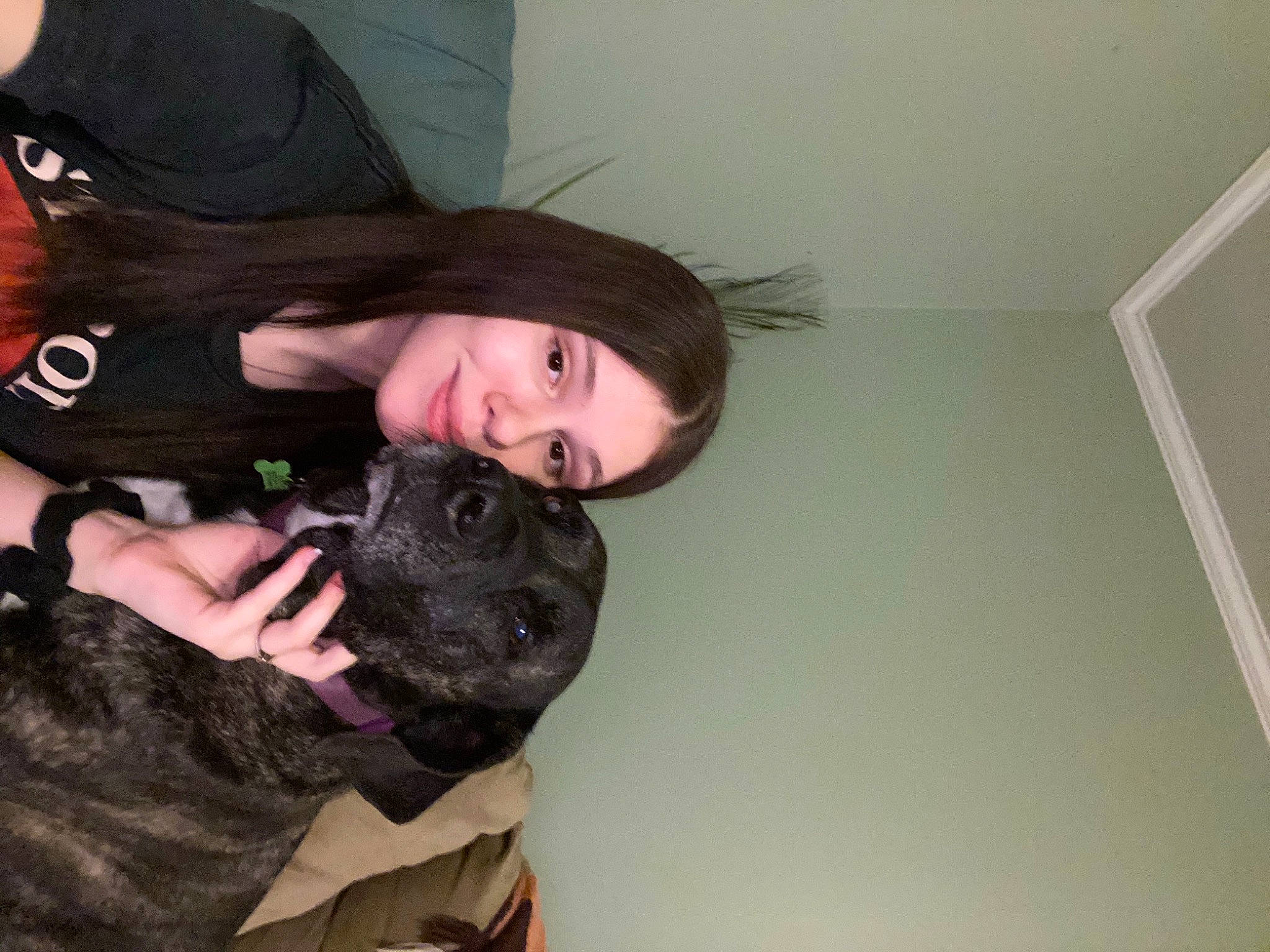 Hannah joined the competition — help win amazing prizes! bandog, cane_corso, canidae, carnivore, companion_dog, dog, dog_breed, fawn, french_bulldog, fur, guard_dog, non_sporting_group, snout, sporting_group