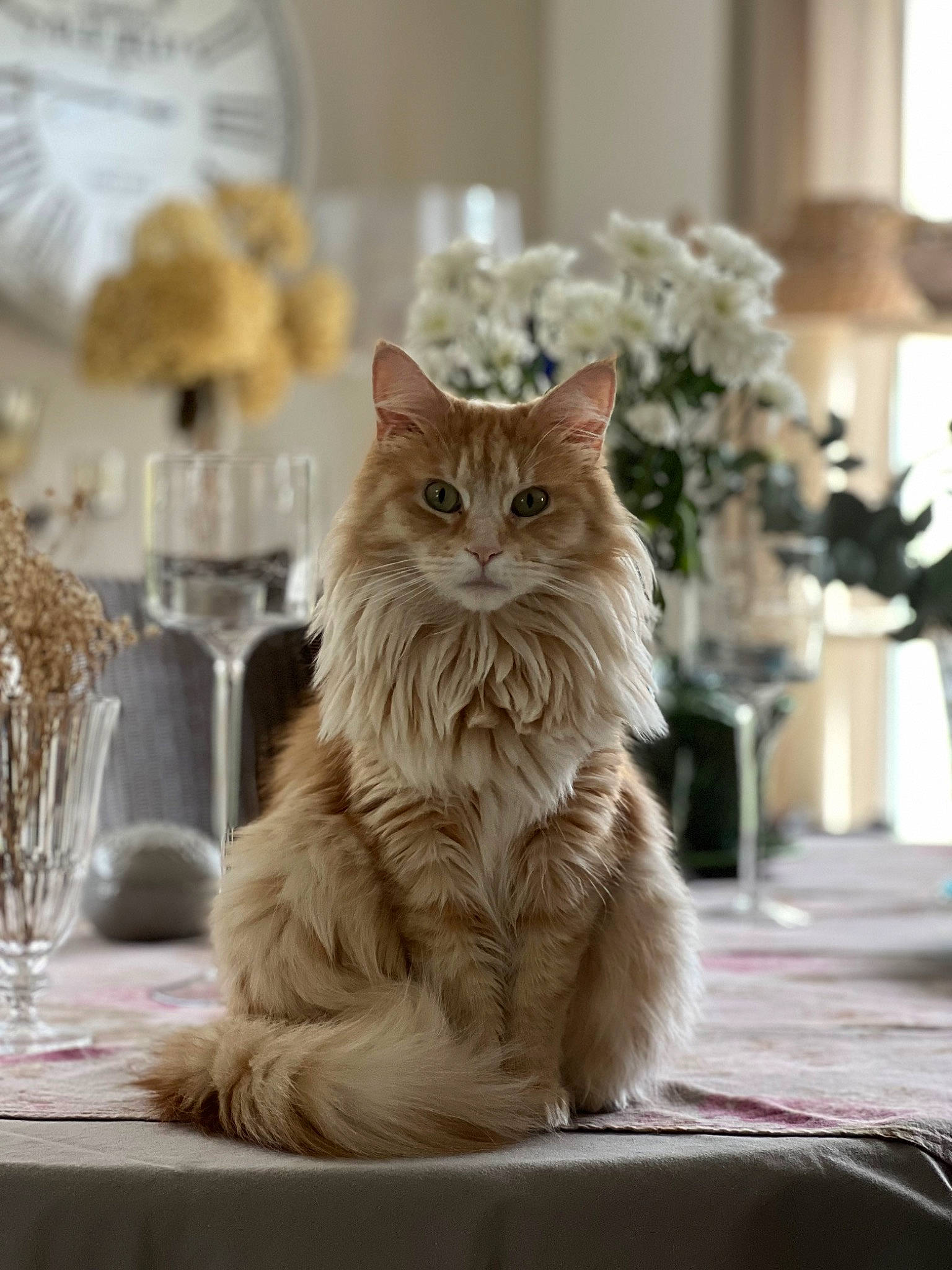 Salsa a rejoint le concours — aidez-le/la à gagner de superbes lots ! carnivore, cat, drinkware, event, fawn, felidae, flooring, fur, glass, hardwood, plant, serveware, small_to_medium_sized_cats, stemware, table, tableware, whiskers, window, wine_glass, wood