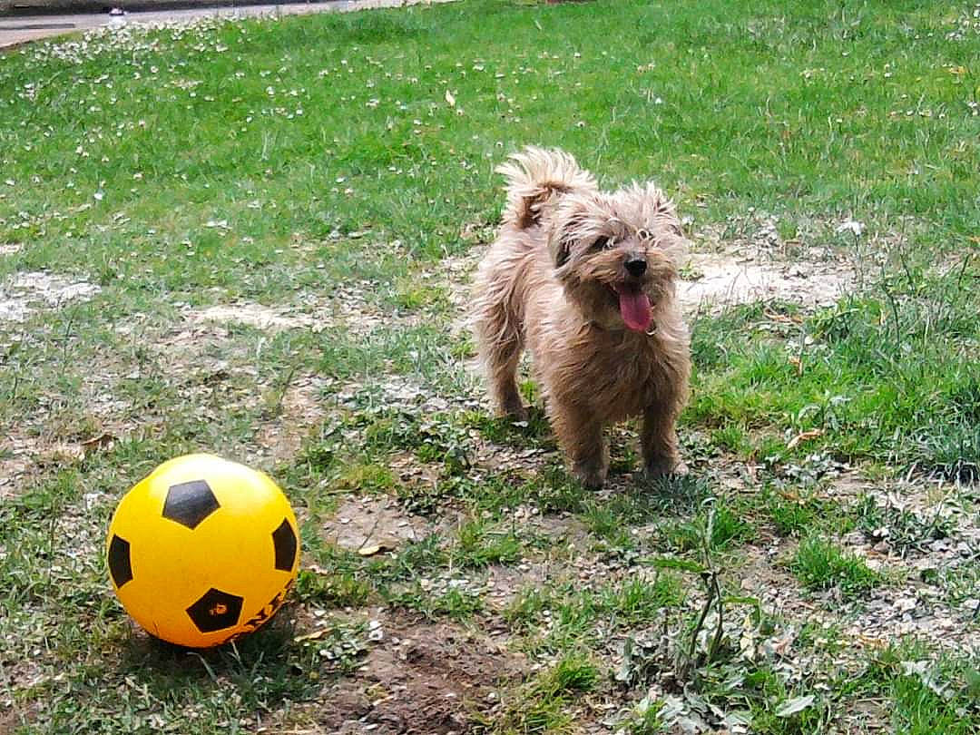 Kiwi participe au concours pour gagner de l'argent avec cette photo : ball, ball_game, carnivore, companion_dog, dog, dog_breed, football, fur, grass, small_terrier, soccer, soccer_ball, sporting_group, sports, sports_equipment, sports_toy, team_sport, terrier, toy_dog, water_dog