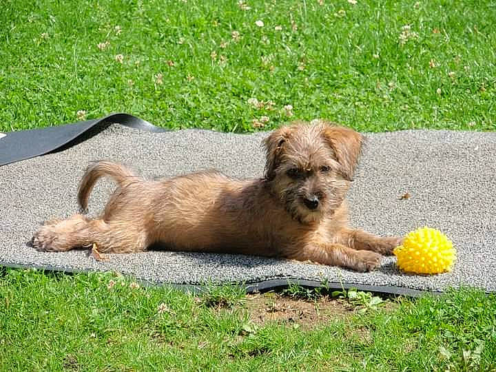 Kiwi a rejoint le concours — aidez-le/la à gagner de superbes lots ! canidae, carnivore, companion_dog, dog, dog_breed, dog_supply, fawn, grass, liver, paw, pet_supply, small_terrier, snout, soil, sporting_group, tennis_ball, terrestrial_animal, terrier, toy_dog, working_animal