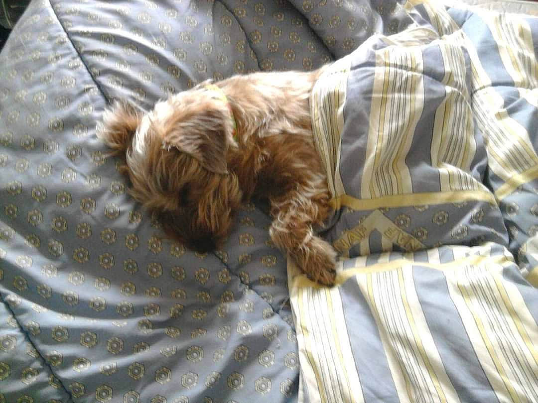 Kiwi a rejoint le concours — aidez-le/la à gagner de superbes lots ! bedding, canidae, carnivore, comfort, companion_dog, dog, dog_breed, duvet, felidae, fur, linens, liver, sleep, sporting_group, terrestrial_animal, wood, working_animal