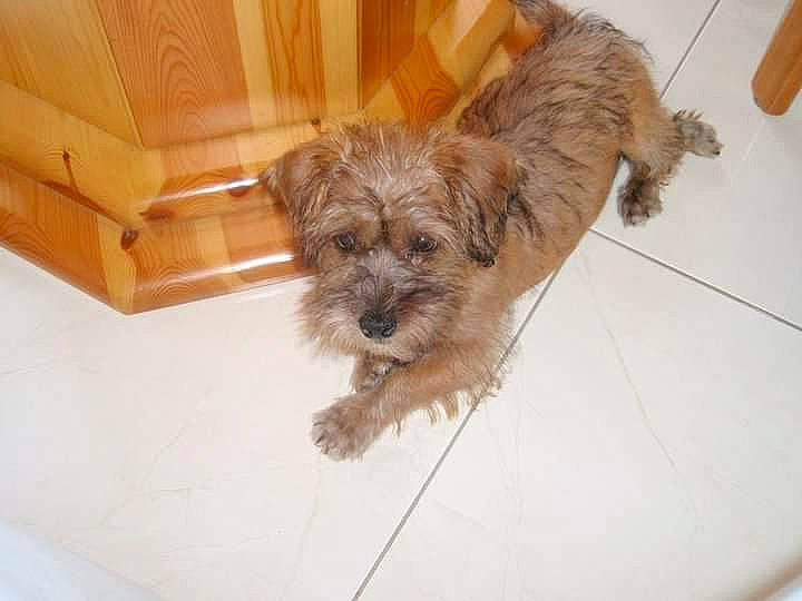 Kiwi a rejoint le concours — aidez-le/la à gagner de superbes lots ! carnivore, companion_dog, dog, dog_breed, dog_supply, fawn, flooring, fur, hardwood, liver, pet_supply, poodle_crossbreed, small_terrier, terrier, toy_dog, wood, wood_stain, working_animal, working_terrier, yorkipoo