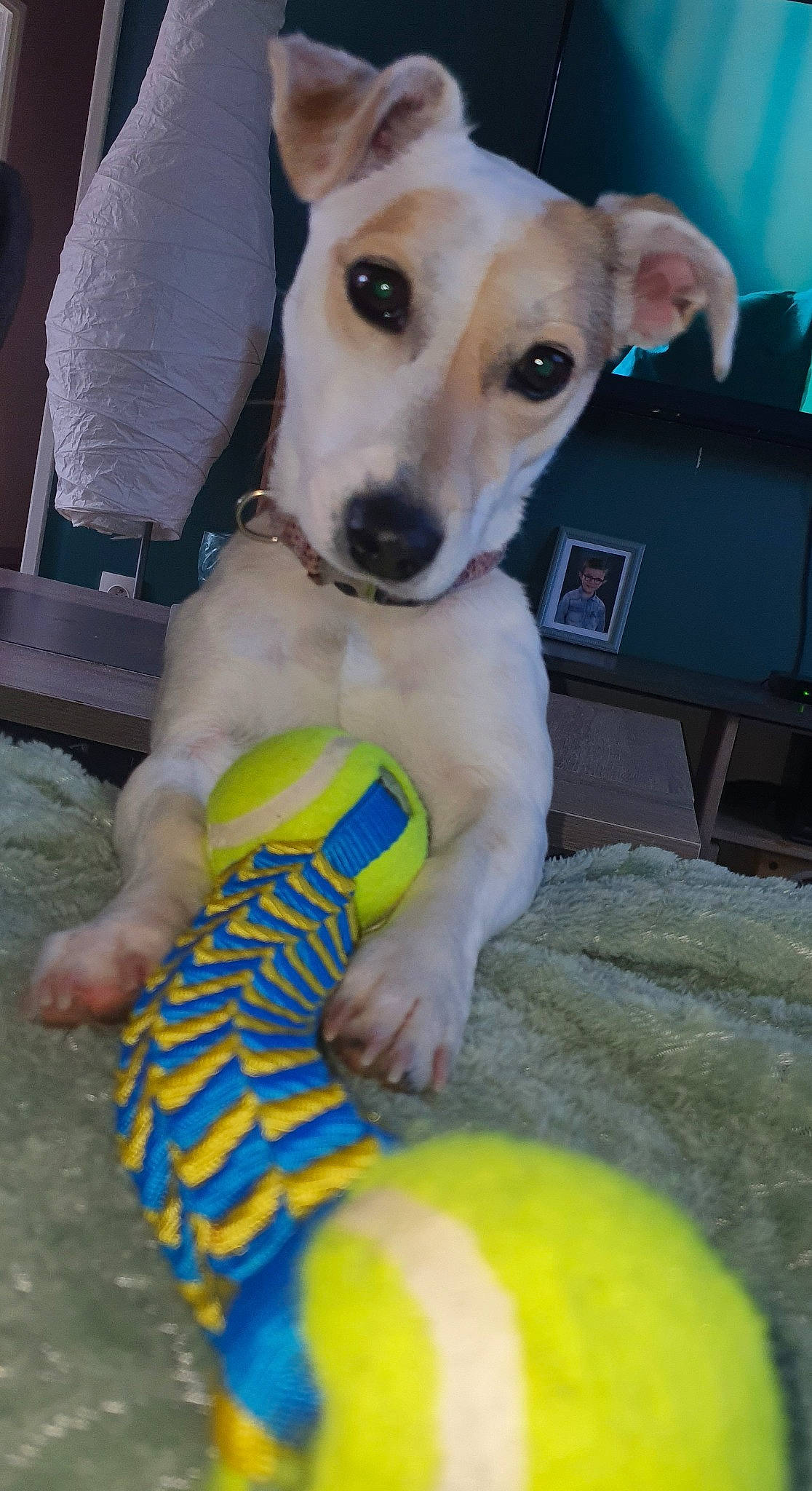 Tia a rejoint le concours — aidez-le/la à gagner de superbes lots ! ball, canidae, carnivore, collar, companion_dog, dog, dog_breed, dog_collar, dog_supply, dog_toy, fawn, foot, fur, paw, pet_supply, sporting_group, sports_toy, stuffed_toy, toy, working_animal