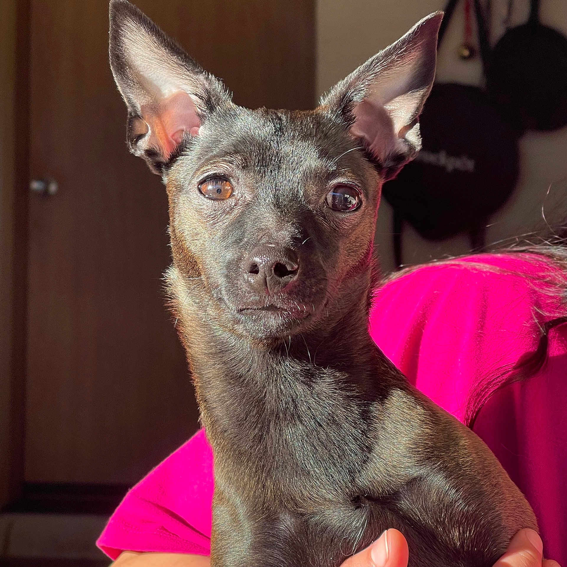 Ally Anne is registered to the contest to win money with this photo: dog, pet, portrait, closeup, large_ears, brown_eyes, black_fur, sunlight, indoor, pink_shirt, owner_hand, snout, nose, expression, looking_at_camera, small_dog, sitting, background_door, bag_in_background, warm_light