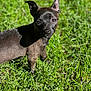 dog, puppy, black_coat, small_dog, outdoor, grass, lawn, portrait, close_up, ears, eyes, nose, pet, sunlight, shadow, standing, greenery, shallow_depth_of_field, curious, whiskers