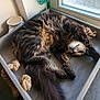 cat, tabby, feline, sleeping, stretching, fur, tray, window, indoor, relaxed, cozy, natural_light, wooden, pet, animal, cute, whiskers, paws, resting, home