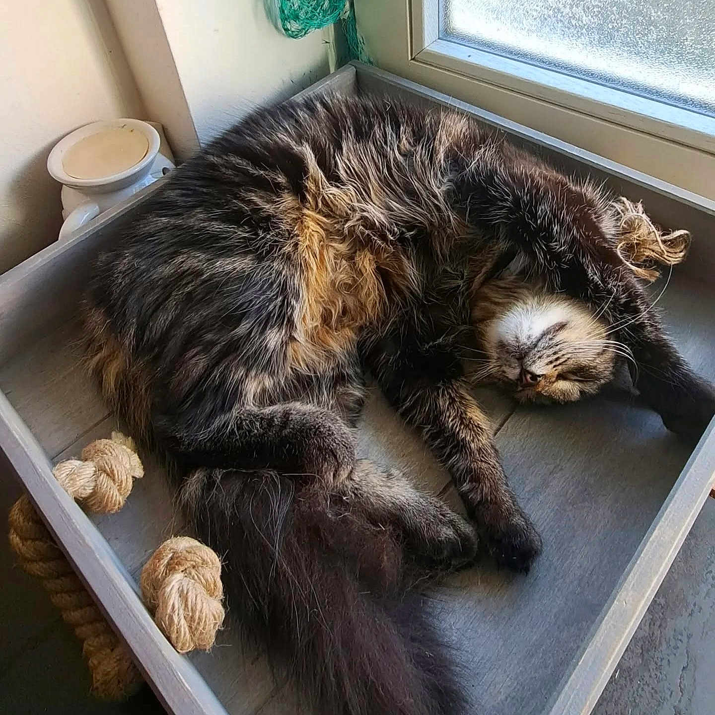 Horizon participe au concours pour gagner de l'argent avec cette photo : animal, cat, cozy, cute, feline, fur, home, indoor, natural_light, paws, pet, relaxed, resting, sleeping, stretching, tabby, tray, whiskers, window, wooden