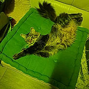 Horizon participe au concours pour gagner de l'argent avec cette photo : cat, tabby, stretching, cushion, green_cushion, furniture, indoor, pet, fur, whiskers, relaxed, cozy, yellow_light, living_room, floor, tail, ears, paws, home, domestic_cat