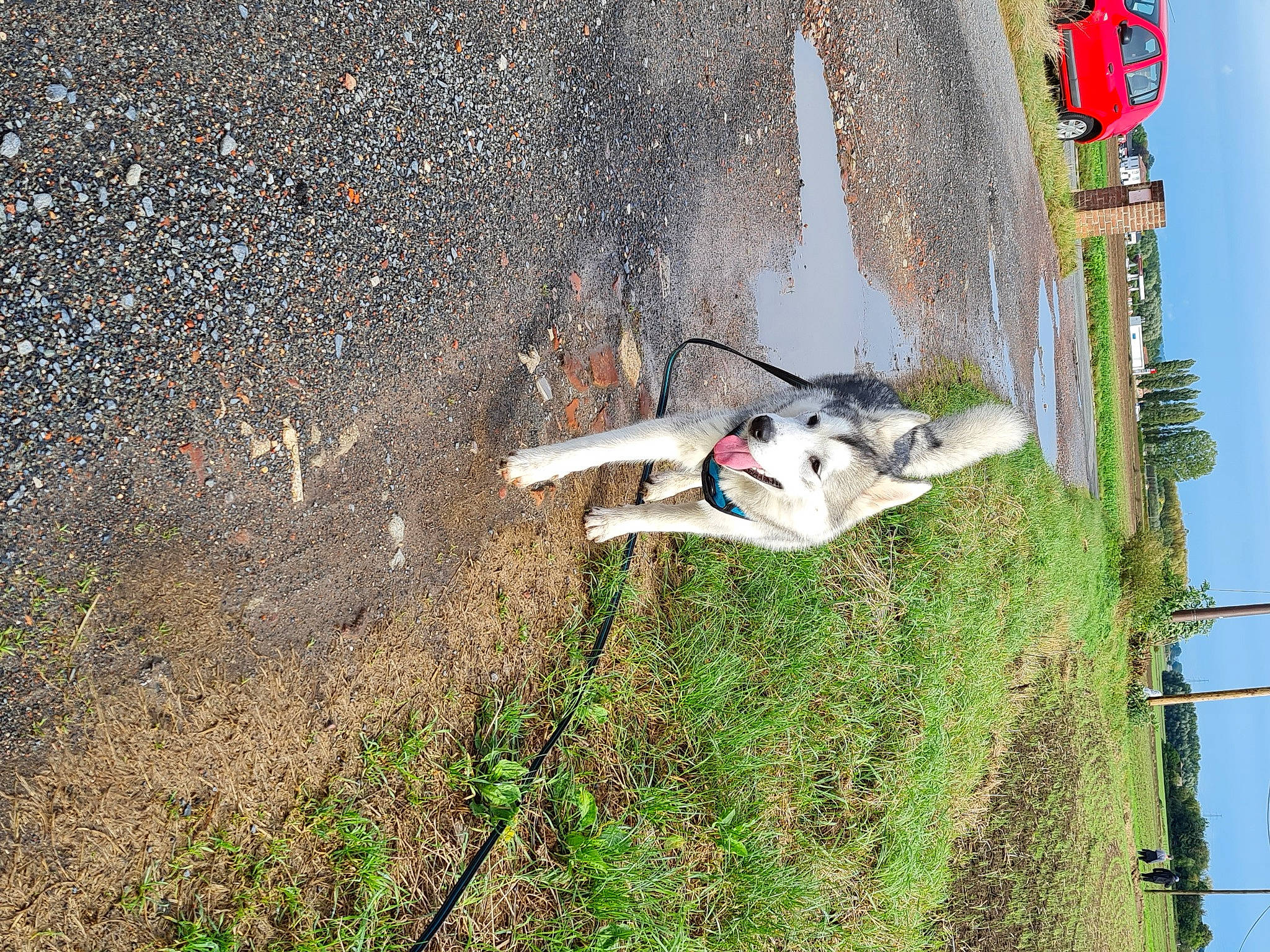 Livaï a rejoint le concours — aidez-le/la à gagner de superbes lots ! adventure, canidae, carnivore, dog, dog_breed, grass, hunting_dog, non_sporting_group, plant, pole, recreation, sky, soil, sporting_group, tail, tree, working_animal