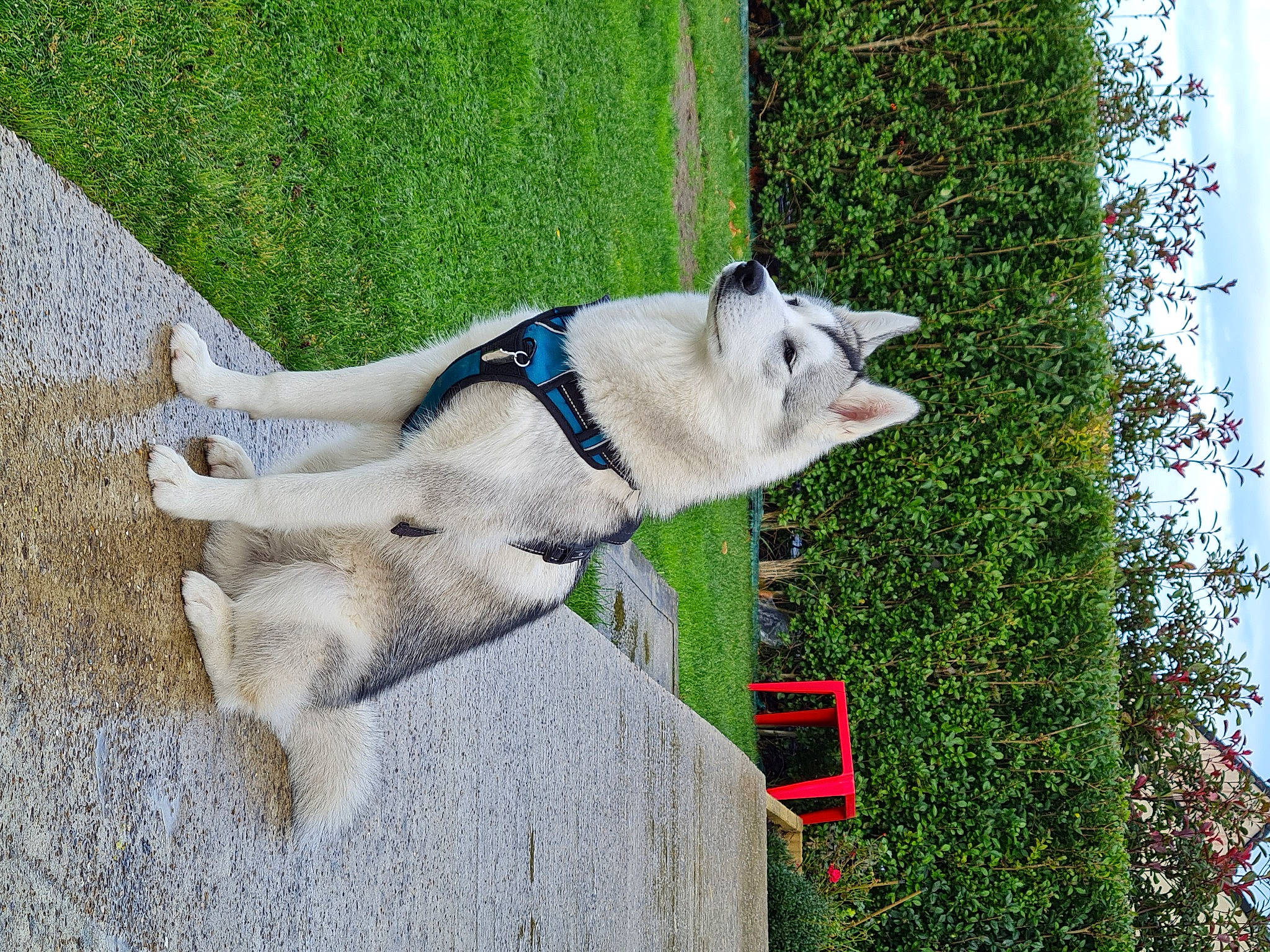 Livaï participe au concours pour gagner de l'argent avec cette photo : carnivore, collar, companion_dog, dog, dog_breed, dog_collar, dog_supply, domestic_short_haired_cat, fawn, grass, leash, pet_supply, plant, sky, sled_dog, sporting_group, tail, tree, vertebrate, working_animal