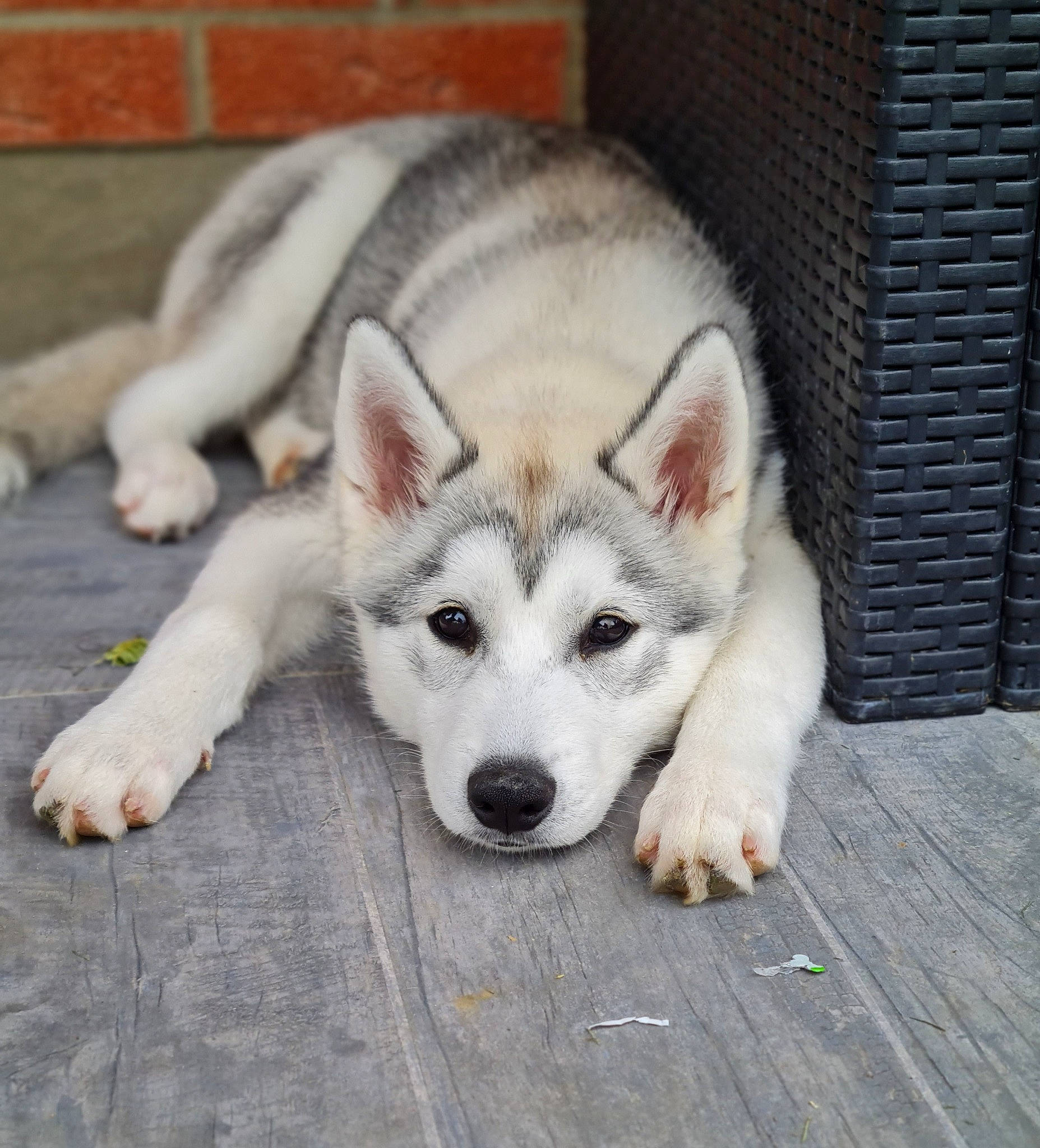 Livaï a rejoint le concours — aidez-le/la à gagner de superbes lots ! canidae, carnivore, companion_dog, dog, dog_breed, eye, fawn, flooring, foot, fur, grey, jaw, siberian_husky, sled_dog, snout, sporting_group, terrestrial_animal, whiskers, wood, working_animal