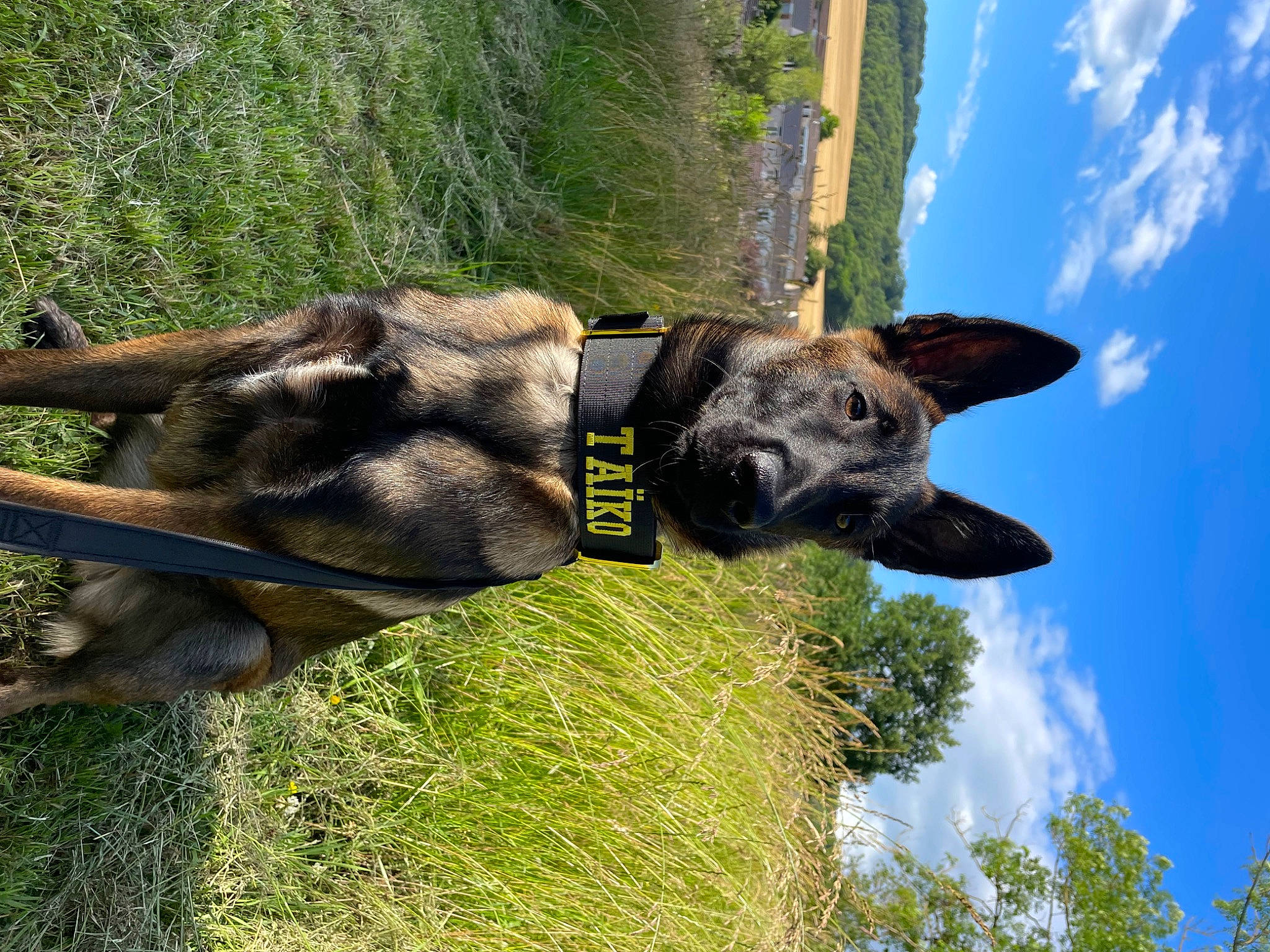 Taïko a rejoint le concours — aidez-le/la à gagner de superbes lots ! carnivore, cloud, collar, dog, dog_breed, dog_collar, dog_supply, fawn, grass, old_german_shepherd_dog, pack_animal, plant, sky, snout, sporting_group, tail, terrestrial_animal, tree, vertebrate, working_animal