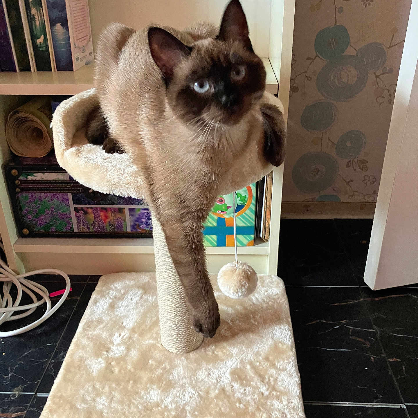 Hermès a rejoint le concours — aidez-le/la à gagner de superbes lots ! animal, bookcase, canine, cat, dog, furniture, homedecor, kitten, pet, rug, shelf, siamese