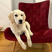 June participe au concours pour gagner de l'argent avec cette photo : dog, puppy, golden_retriever, chair, red_chair, indoor, wooden_floor, pet, animal, fur, cute, relaxed, home, furniture, sitting, young_dog, canine, domestic_animal, cozy, portrait