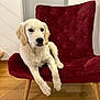 dog, puppy, golden_retriever, chair, red_chair, indoor, wooden_floor, pet, animal, fur, cute, relaxed, home, furniture, sitting, young_dog, canine, domestic_animal, cozy, portrait