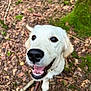 dog, white_dog, smiling, happy, outdoor, forest, leaves, moss, tree_trunk, nature, canine, pet, animal, close_up, portrait, tongue, black_nose, fur, playful, daylight