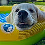 dog, puppy, golden_retriever, inflatable_pool, grass, outdoor, summer, nose, teeth, playful, close_up, pet, canine, young_dog, fun, sunny, recreational_vehicle, blurred_background, whiskers, greenery