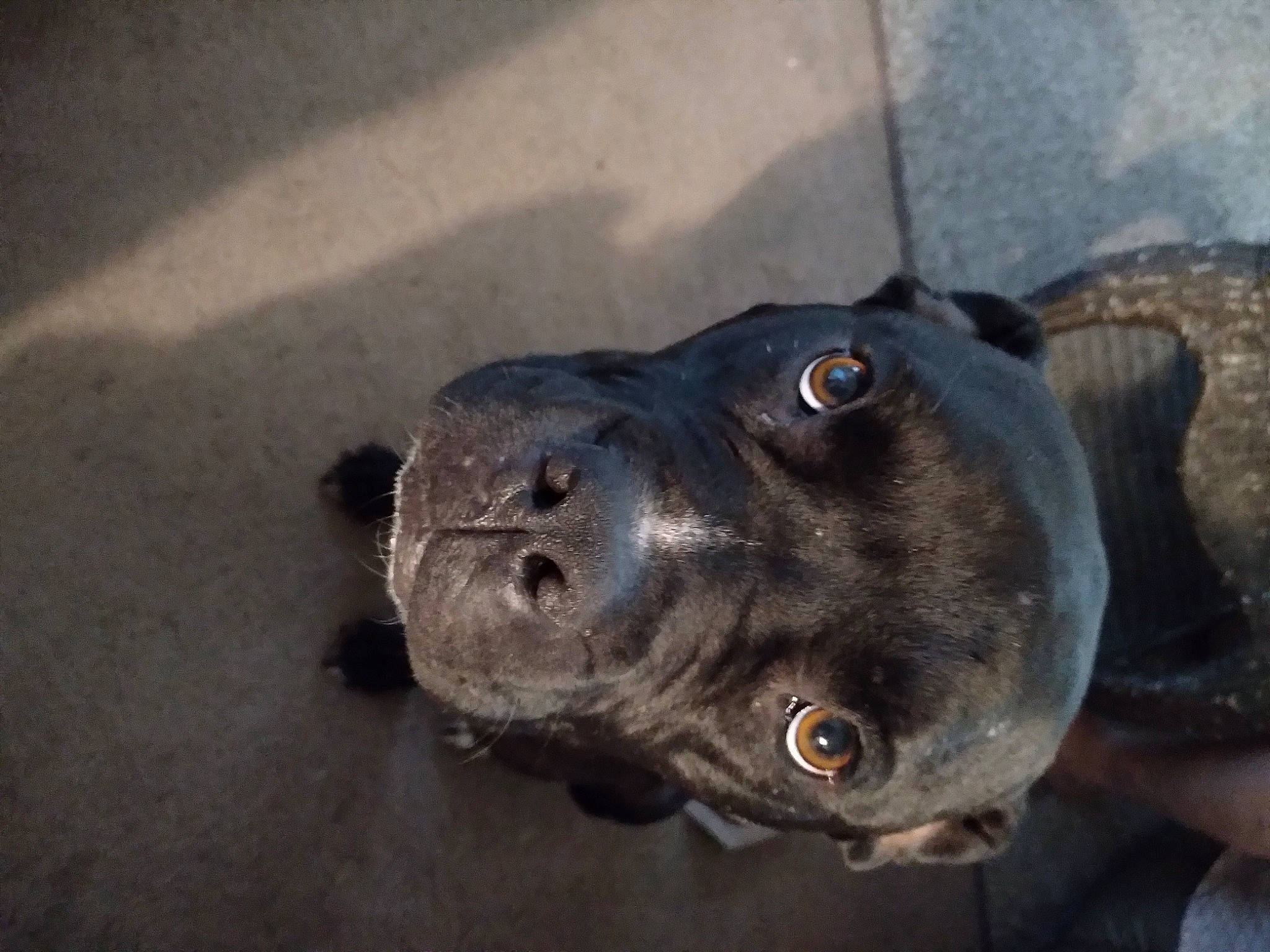 Rosco Coltrain is registered to the contest to win money with this photo: canidae, carnivore, dog, dog_breed, electric_blue, fawn, guard_dog, non_sporting_group, road_surface, sporting_group, terrestrial_animal, whiskers, working_animal