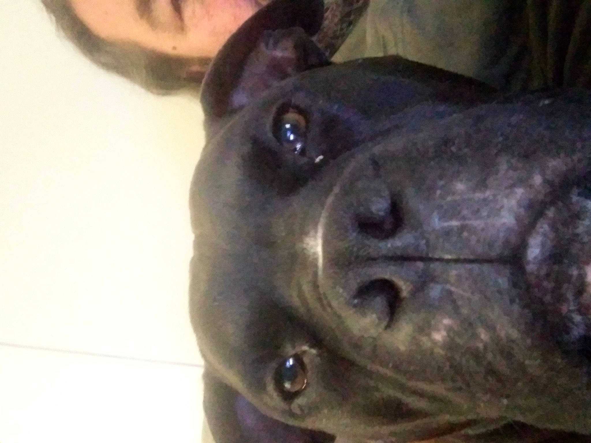 Rosco Coltrain joined the competition — help win amazing prizes! art, carnivore, companion_dog, dog, dog_breed, ear, fawn, firefighter, marine_mammal, metal, nose, sculpture, snout, terrestrial_animal, whiskers, working_animal, wrinkle