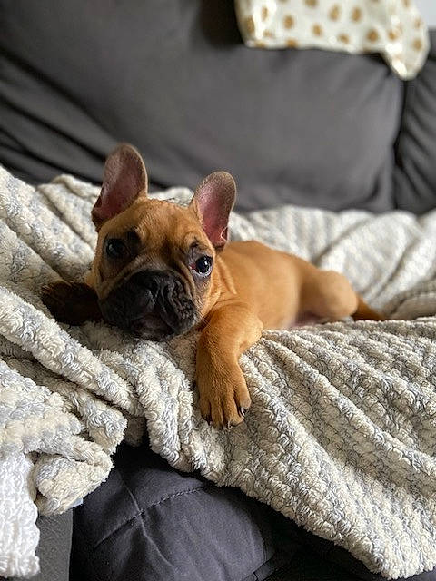 Texas participe au concours pour gagner de l'argent avec cette photo : bored, canidae, carnivore, comfort, companion_dog, dog, dog_breed, fawn, fur, linens, liver, puppy, snout, sporting_group, terrestrial_animal, toy_dog, whiskers, wood, working_animal, wrinkle