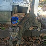 animal, autumn, blue_container, cat, ears, fallen_leaves, feline, garden, ground, nature, open_mouth, outdoor, pet, rustic, standing, staring, tabby_cat, tree, whiskers, wooden_structure