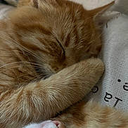Michi is registered to the contest to win money with this photo: cat, kitten, orange_cat, sleeping, paw, fur, whiskers, close_up, nose, ear, bed, blanket, pillow, cozy, nap, pet, indoor, cute, portrait, relaxed