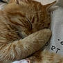 cat, kitten, orange_cat, sleeping, paw, fur, whiskers, close_up, nose, ear, bed, blanket, pillow, cozy, nap, pet, indoor, cute, portrait, relaxed