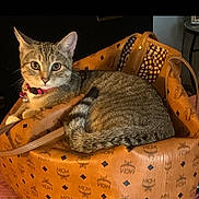 Karma is registered to the contest to win money with this photo: cat, tabby_cat, pet, collar, bag, mcm_bag, indoor, feline, curious, animal, cute, resting, looking_at_camera, orange, brown, striped, cozy, soft_lighting, domestic_cat, relaxed