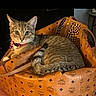 cat, tabby_cat, pet, collar, bag, mcm_bag, indoor, feline, curious, animal, cute, resting, looking_at_camera, orange, brown, striped, cozy, soft_lighting, domestic_cat, relaxed