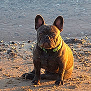 Creature joined the competition — help win amazing prizes! animal, beach, canine, collar, cute, dog, ears, french_bulldog, fur, muddy, nature, outdoor, pet, portrait, rock, sand, sitting, sunlight, sunset, water