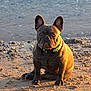 animal, beach, canine, collar, cute, dog, ears, french_bulldog, fur, muddy, nature, outdoor, pet, portrait, rock, sand, sitting, sunlight, sunset, water