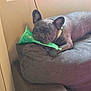 Creature is registered to the contest to win money with this photo: animal, brown, canine, chewing, collar, comfort, couch, dog, domestic, ears, french_bulldog, fur, furniture, home, indoor, mouth, pet, relaxed, resting, toy