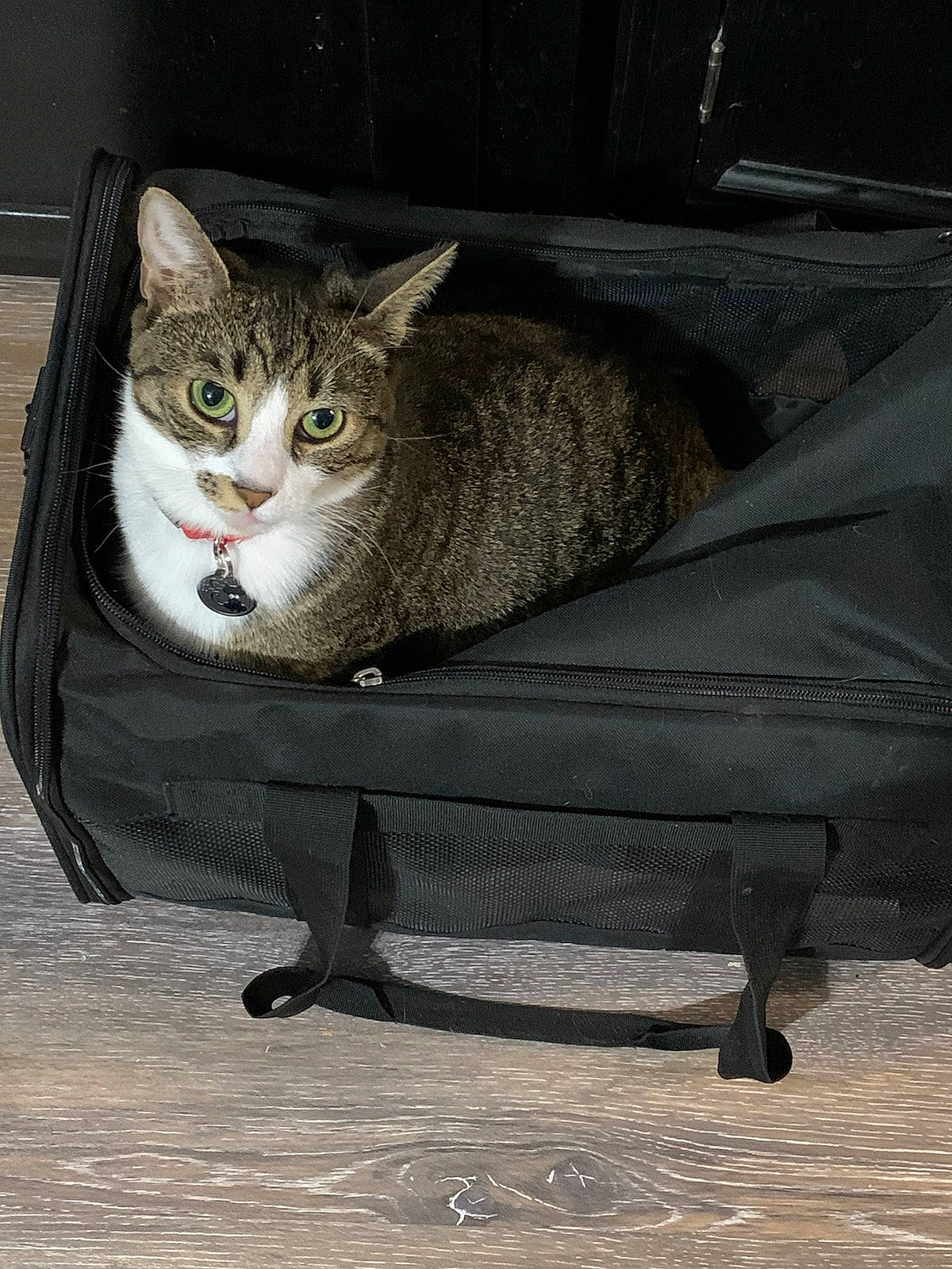 Billy joined the competition — help win amazing prizes! automotive_tire, automotive_wheel_system, carnivore, cat, cat_supply, chair, comfort, domestic_short_haired_cat, felidae, fur, grey, outdoor_furniture, paw, sitting, small_to_medium_sized_cats, snout, tail, whiskers, wildlife, window