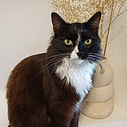 Yoshi a rejoint le concours — aidez-le/la à gagner de superbes lots ! cat, black_and_white, fluffy, green_eyes, sitting, vase, dried_flowers, minimalist, indoor, pet, feline, whiskers, tail, portrait, domestic_animal, curious, cute, houseplant, decor, still_life