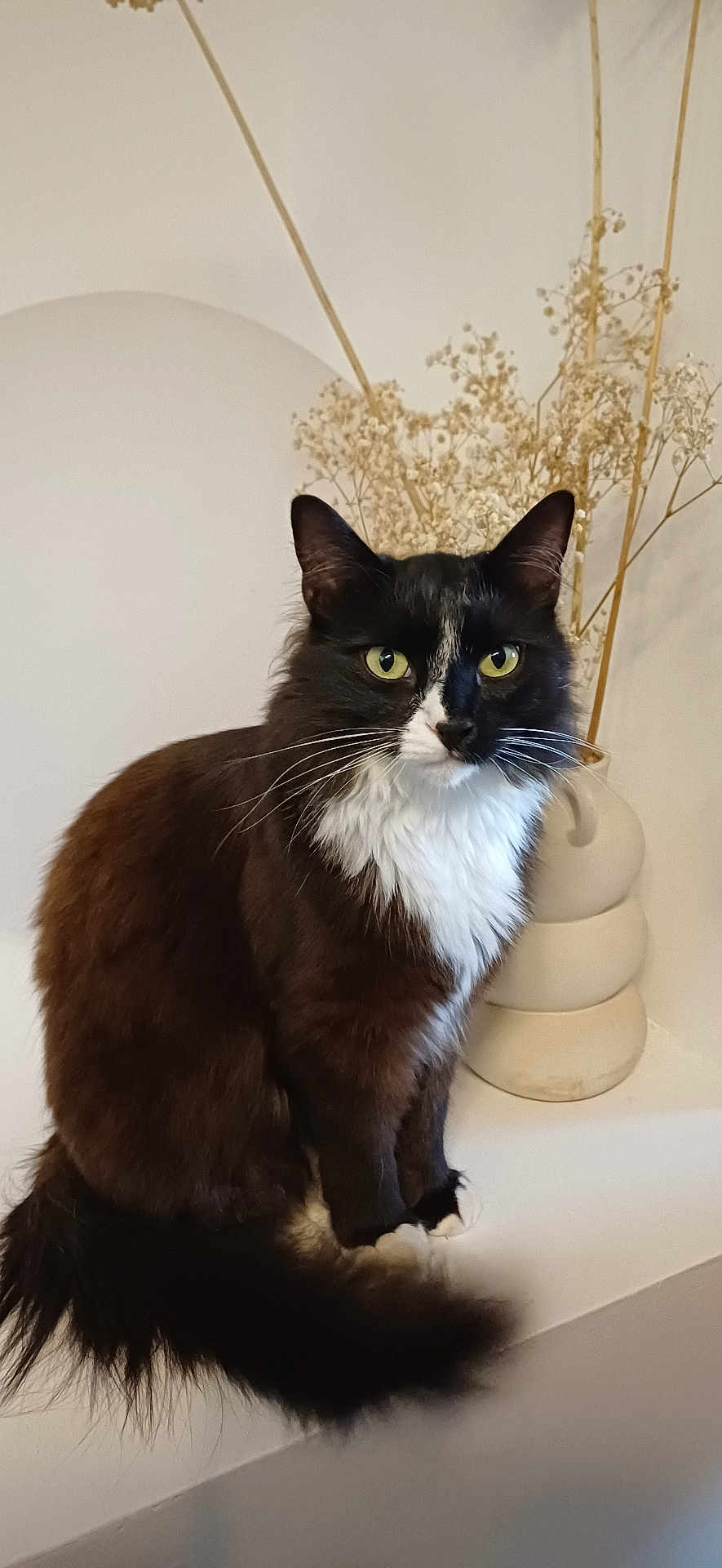 Yoshi a rejoint le concours — aidez-le/la à gagner de superbes lots ! cat, black_and_white, fluffy, green_eyes, sitting, vase, dried_flowers, minimalist, indoor, pet, feline, whiskers, tail, portrait, domestic_animal, curious, cute, houseplant, decor, still_life