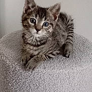 Pépito a rejoint le concours — aidez-le/la à gagner de superbes lots ! kitten, cat, tabby, feline, pet, animal, cute, small, gray, striped, whiskers, ears, eyes, fur, paws, stool, indoor, soft, texture, resting