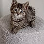 kitten, cat, tabby, feline, pet, animal, cute, small, gray, striped, whiskers, ears, eyes, fur, paws, stool, indoor, soft, texture, resting