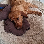 Azia a rejoint le concours — aidez-le/la à gagner de superbes lots ! dog, pet_bed, indoor, floor, tile, brown_dog, resting, curious, fluffy, cloth, household, basket, decorated, animal, fur, relaxed, looking, ears, snout, companion