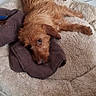 dog, pet_bed, indoor, floor, tile, brown_dog, resting, curious, fluffy, cloth, household, basket, decorated, animal, fur, relaxed, looking, ears, snout, companion