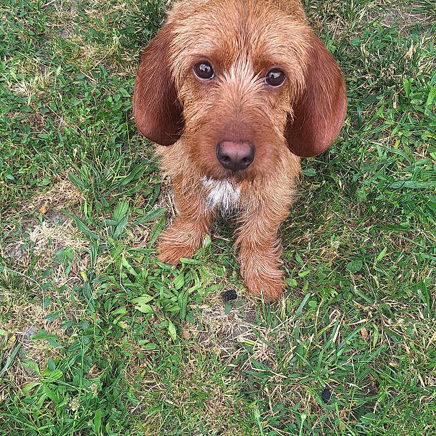 Azia