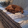 Azia a rejoint le concours — aidez-le/la à gagner de superbes lots ! dog, brown_dog, couch, quilt, plaid, indoor, resting, curled_up, pet, floor_tiles, window, blanket, home, relaxing, furniture, cozy, sleepy, domestic, animal, calm