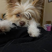 Chloe is registered to the contest to win money with this photo: dog, fluffy, resting, paw, ear, fur, cute, indoor, blanket, sleepy, pet, animal, close_up, nose, whiskers, soft, cozy, brown, white, small_dog