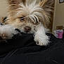 dog, fluffy, resting, paw, ear, fur, cute, indoor, blanket, sleepy, pet, animal, close_up, nose, whiskers, soft, cozy, brown, white, small_dog