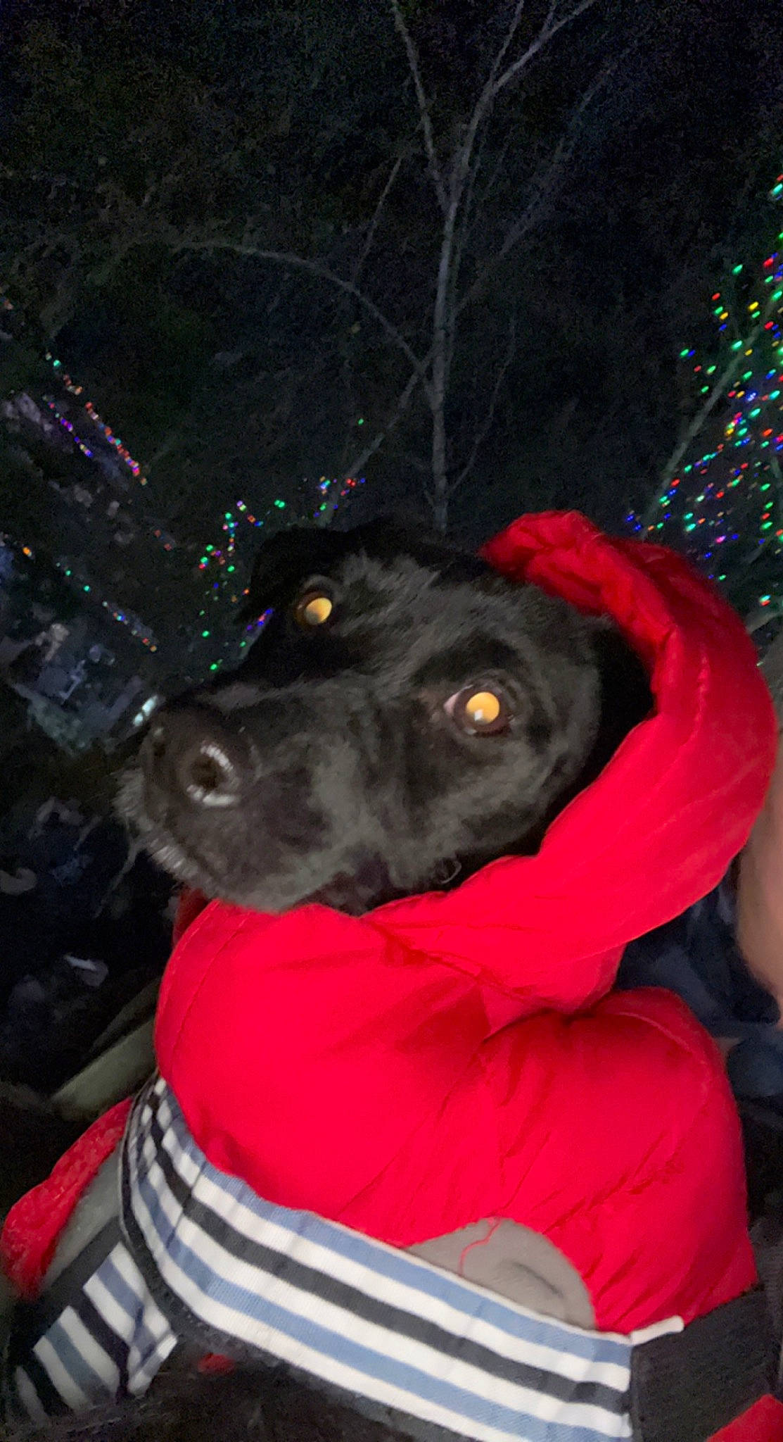 Sushi joined the competition — help win amazing prizes! borador, canidae, carnivore, christmas_tree, companion_dog, conifer, dog, dog_breed, dog_supply, event, fawn, fun, fur, guard_dog, holiday, snout, sporting_group, tree, winter, working_animal